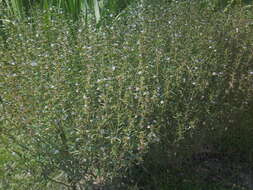 Image of summer savory