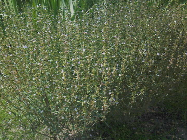 Image of summer savory