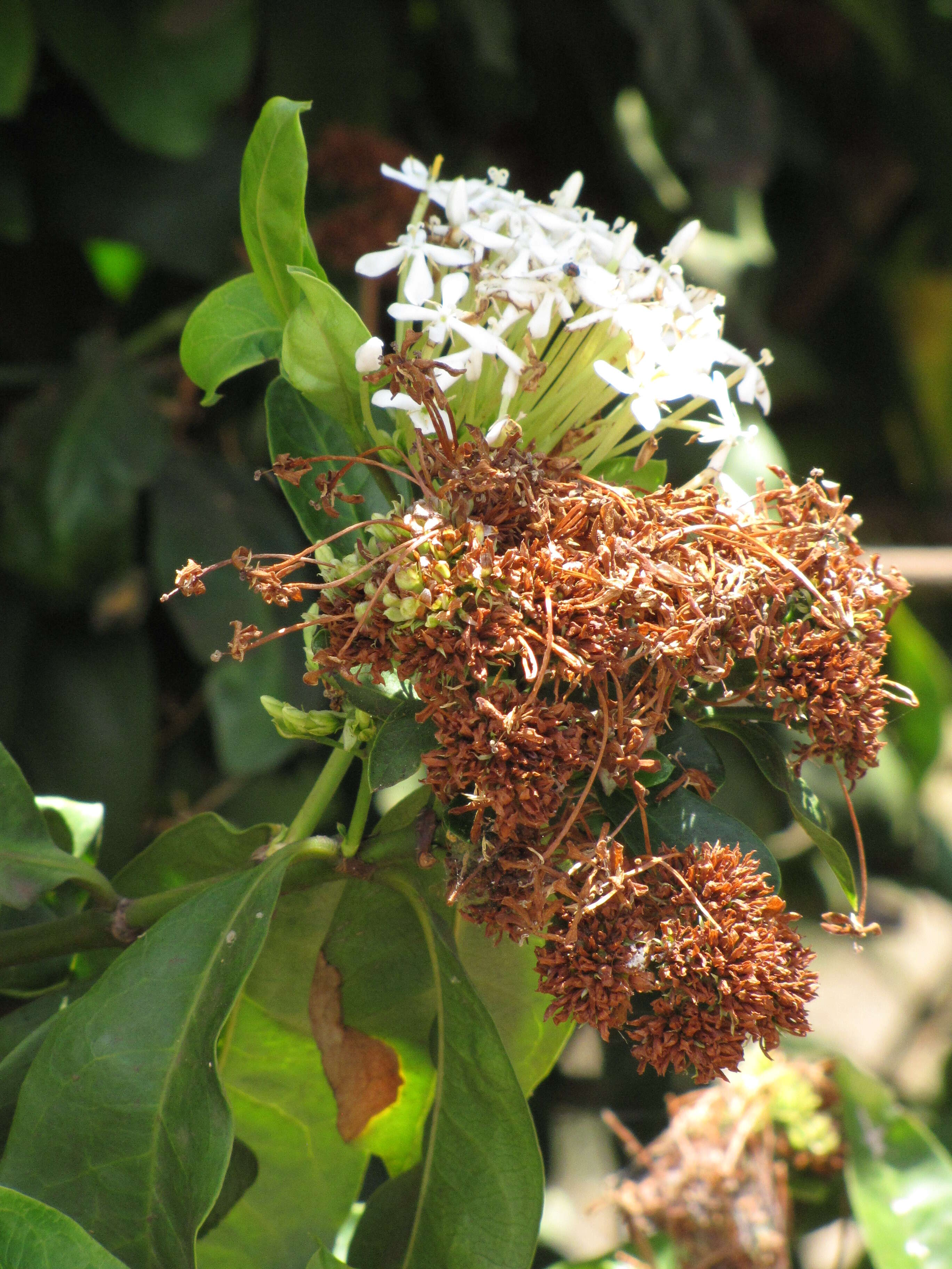 Image of Ixora finlaysoniana Wall. ex G. Don