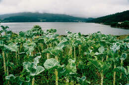 Imagem de Brassica oleracea var. viridis L.