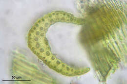 Image of denuded dicranodontium moss