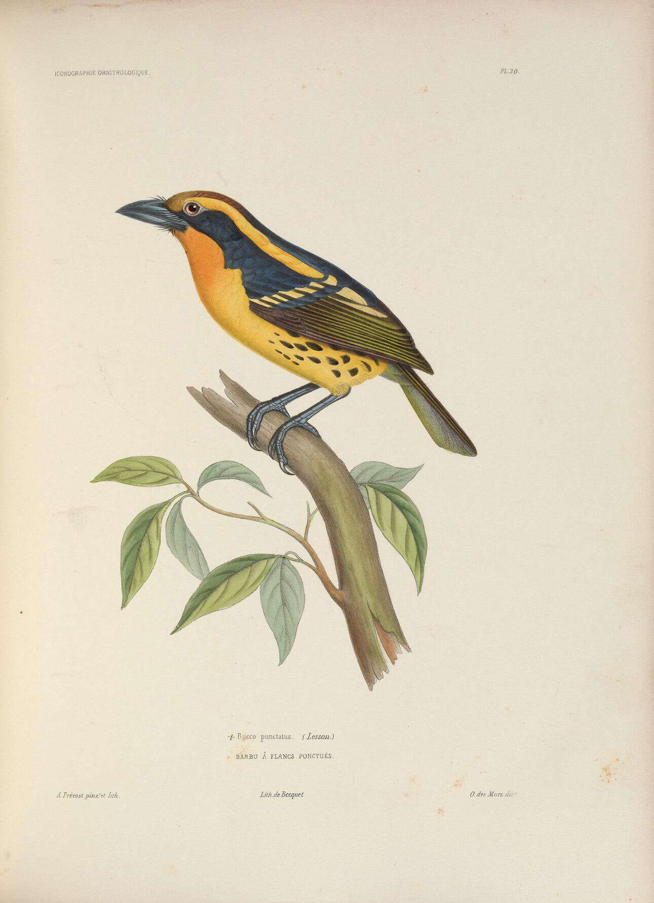 Imagem de Capito auratus (Dumont 1805)