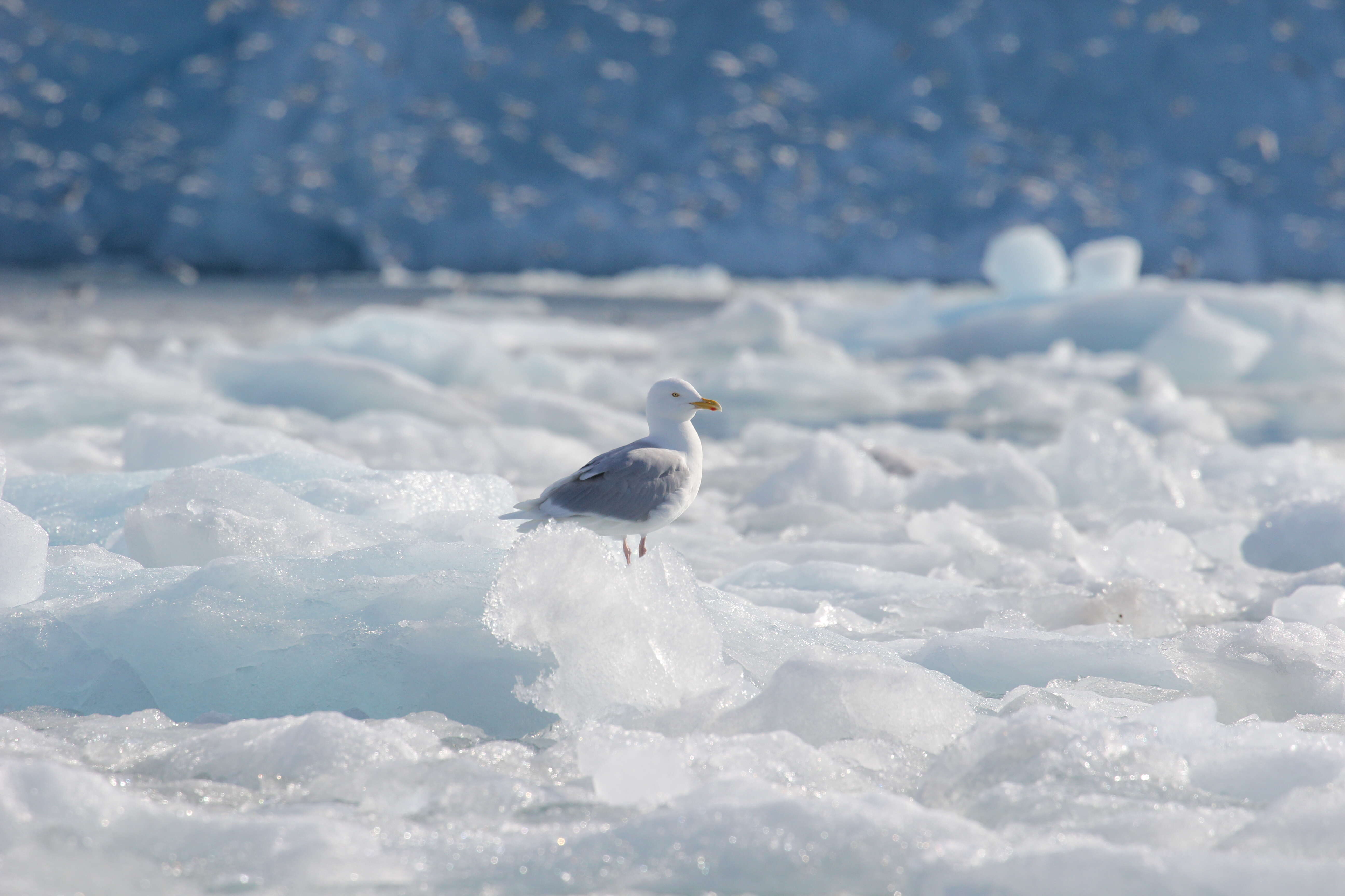 Image of Iceland Gull