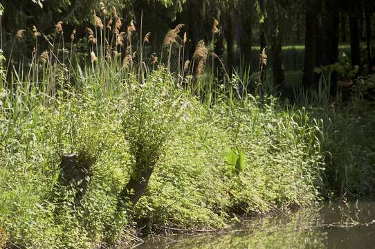 Image of White Willow