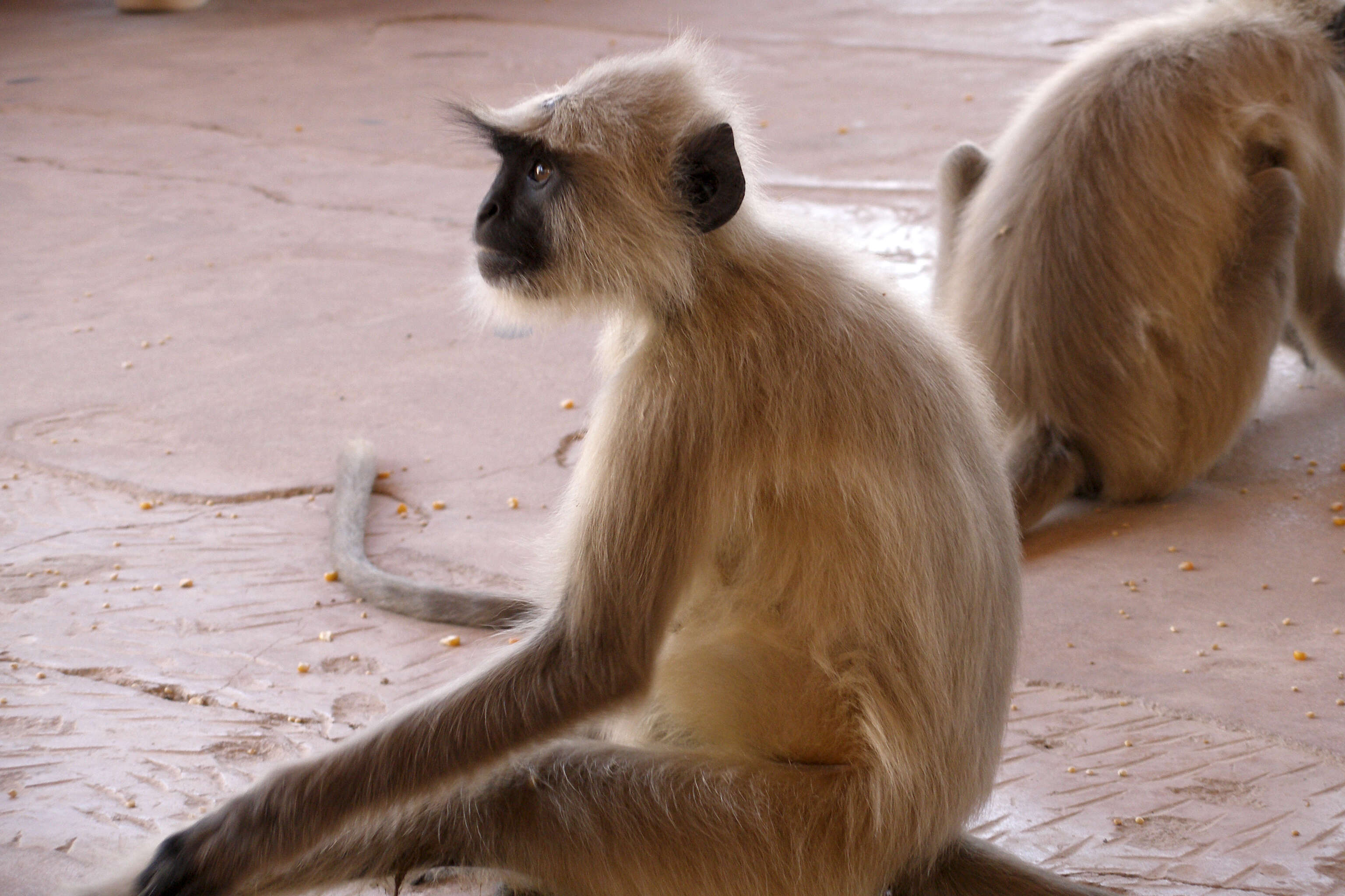 Image of Northern plains gray langur