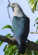 Image of Pacific Imperial Pigeon