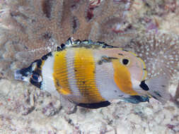 Image of Orangebanded coralfish