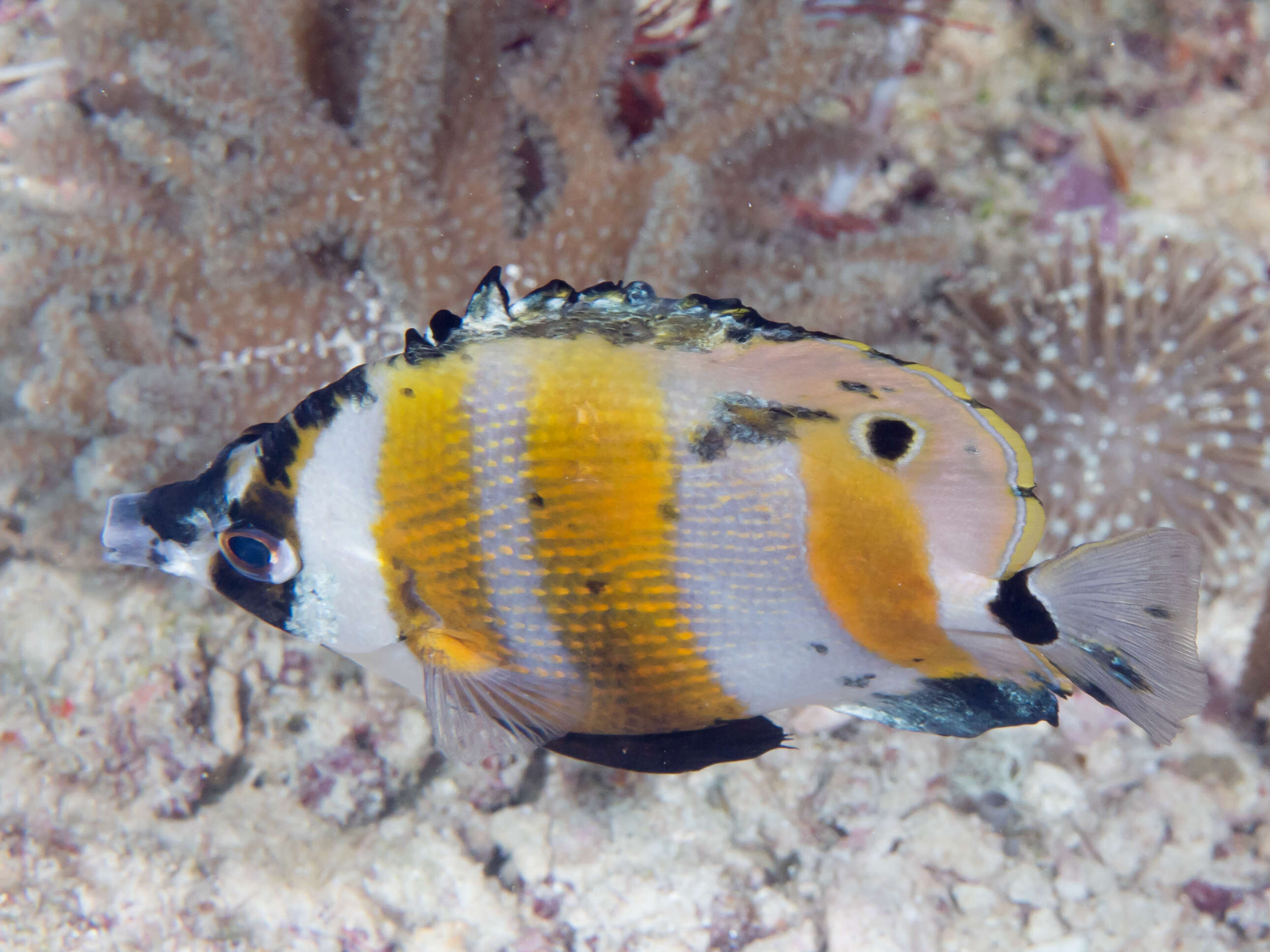 Image of Orangebanded coralfish