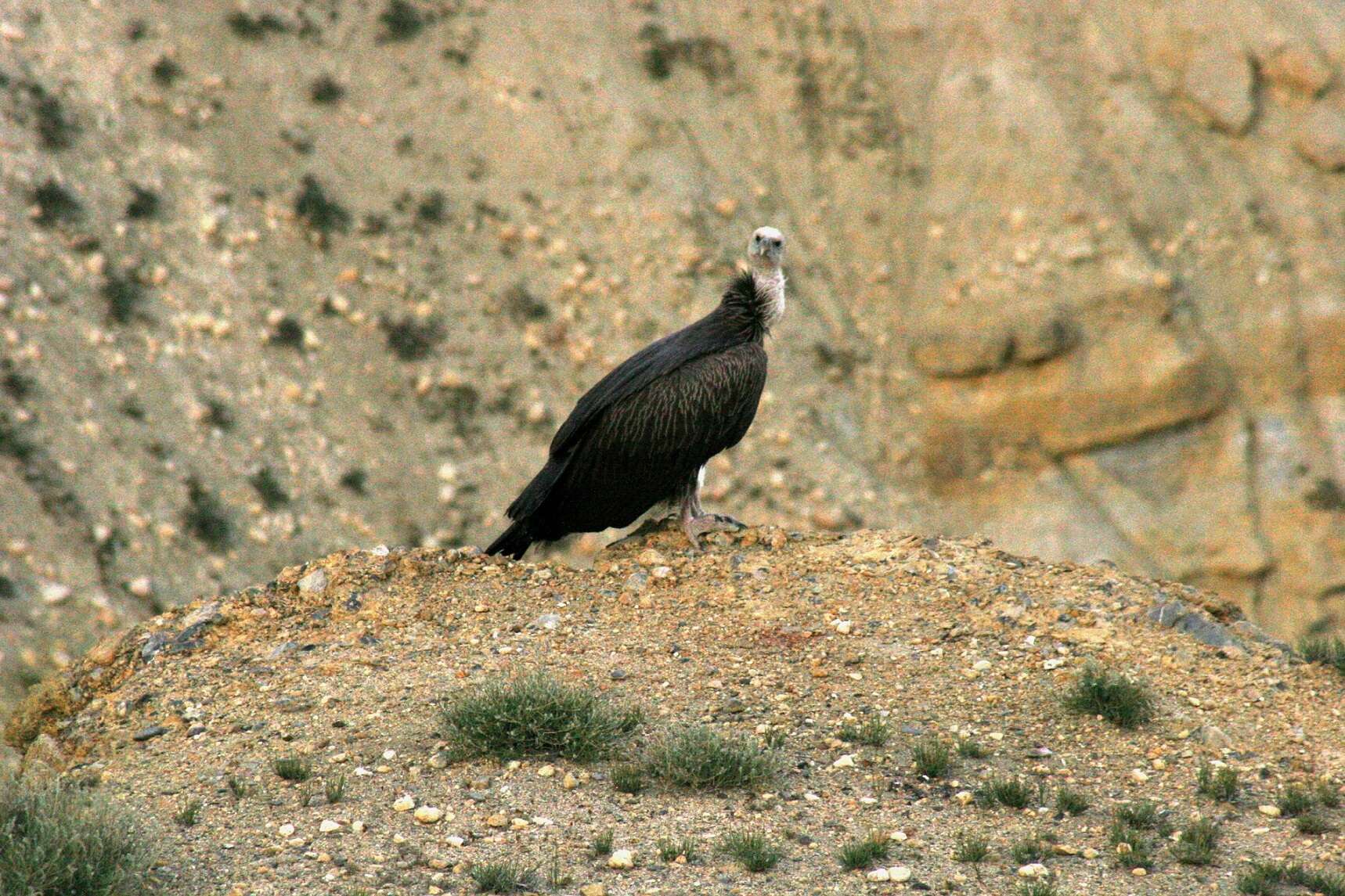 Image of Himalayan Griffon