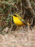 Image of Golden Bush Robin