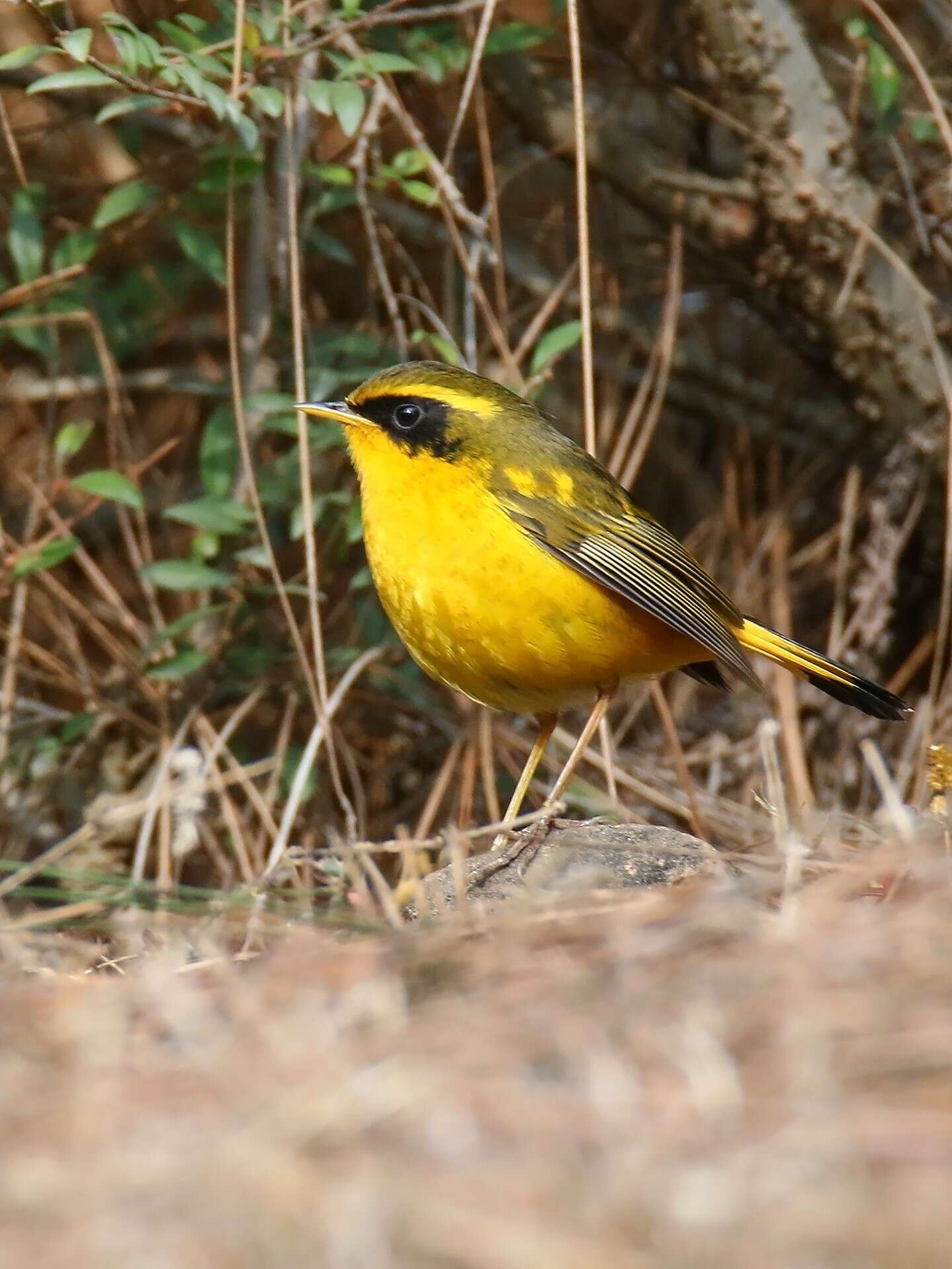 Image of Golden Bush Robin