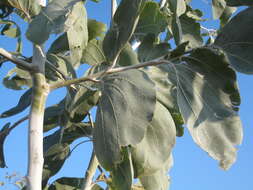 Image of Acacia dunnii (Maiden) Turrill