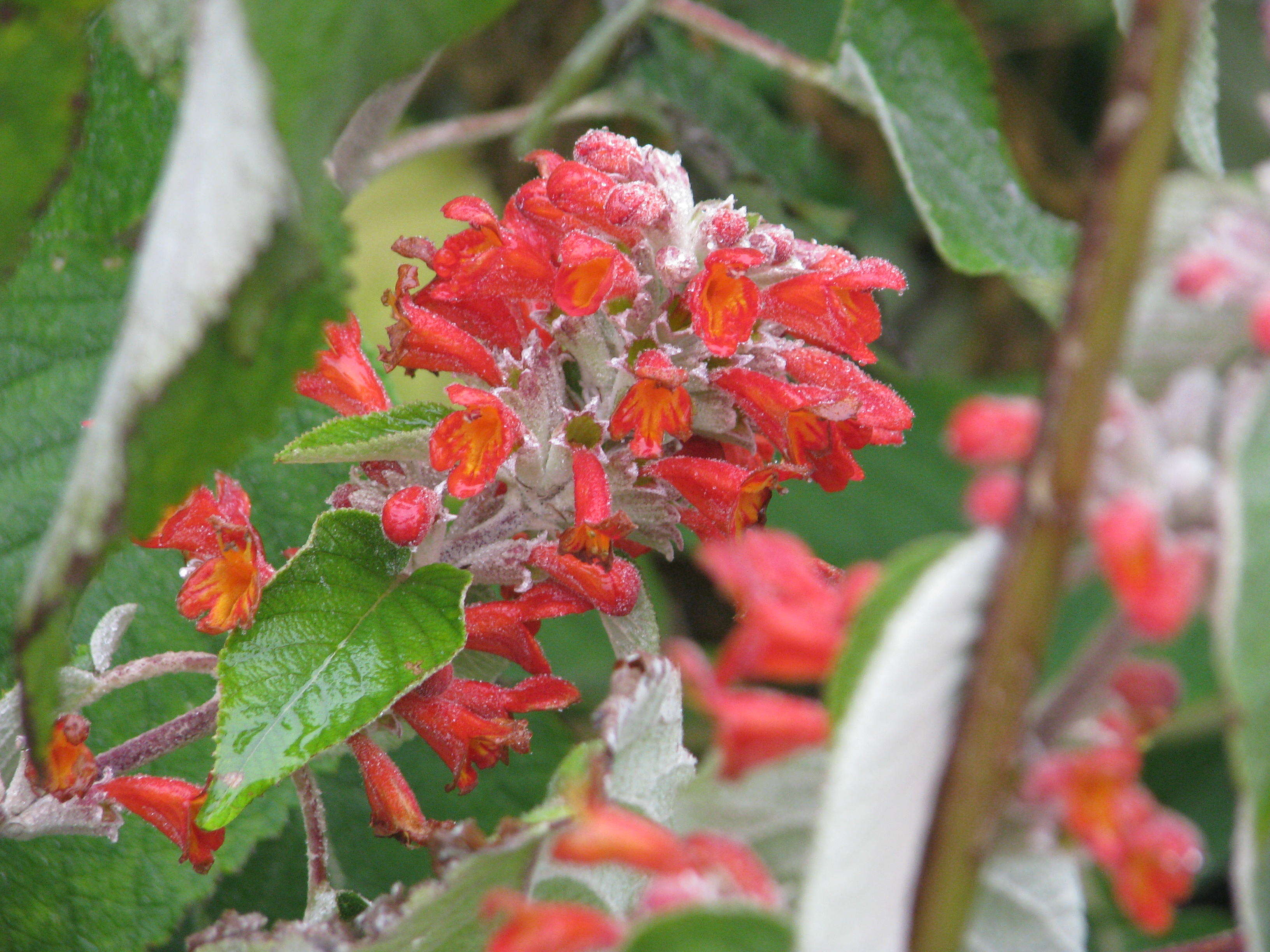 Image of Colquhounia coccinea Wall.