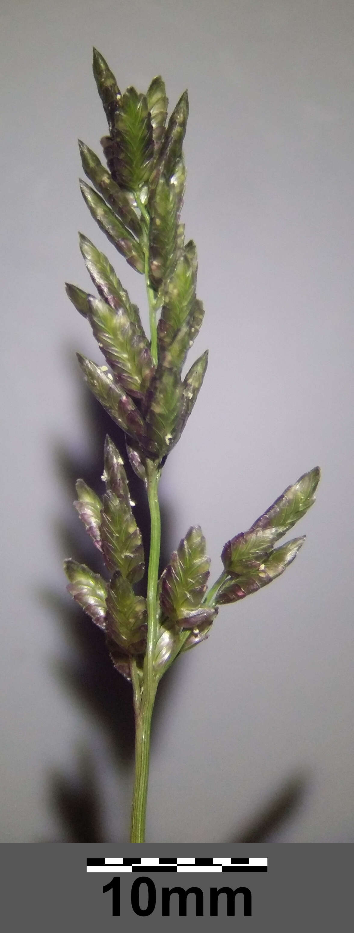 Imagem de Eragrostis cilianensis (All.) Janch.