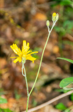 Image of few-leaved hawkweed