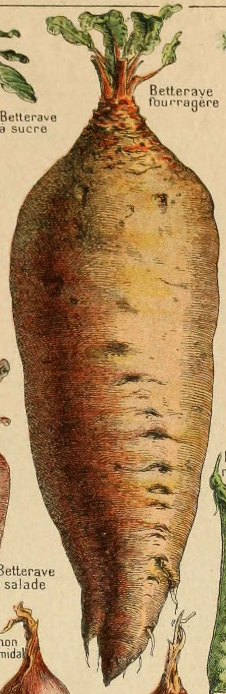 Image of Beta vulgaris var. crassa