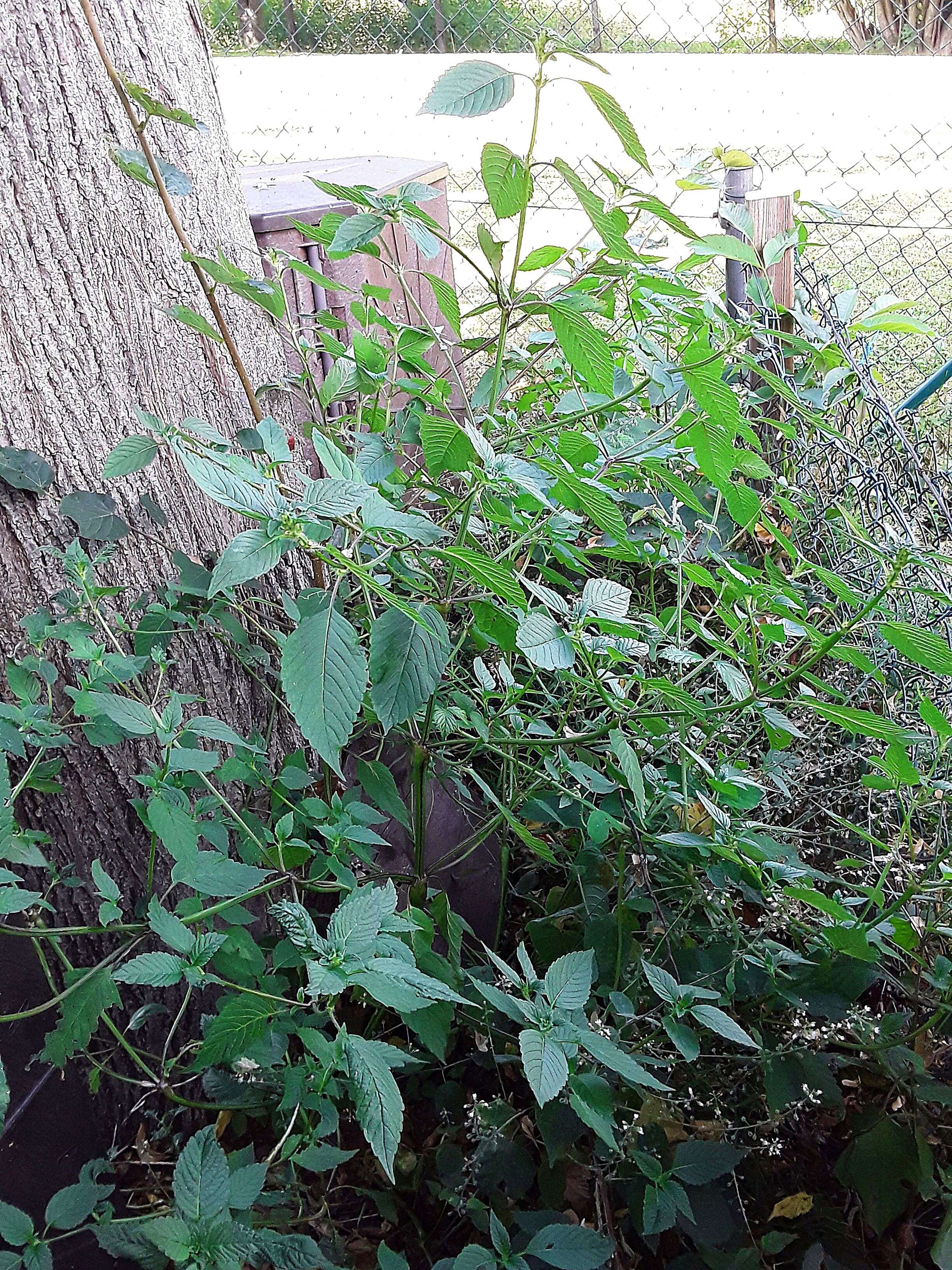 Image of Common hemp nettle