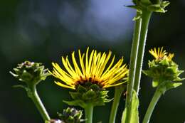 Inula helenium L. resmi