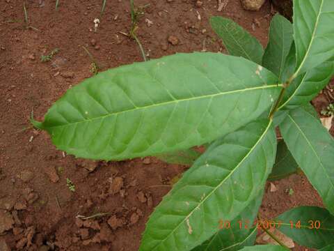 Image of Olea paniculata R. Br.