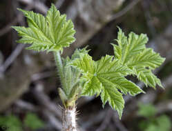 Image de bois piquant