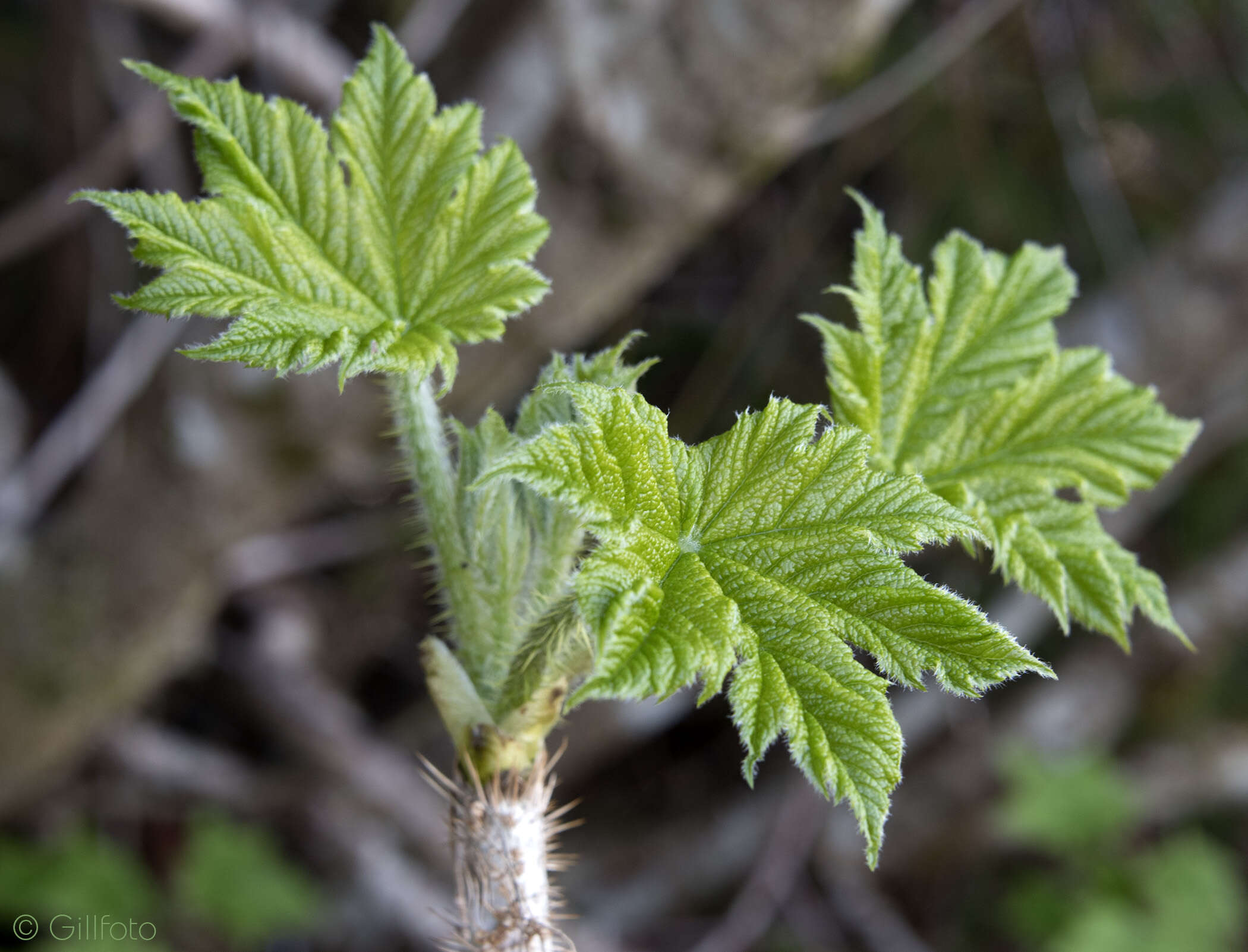 Image de bois piquant