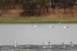 Image of Australian Red-necked Avocet