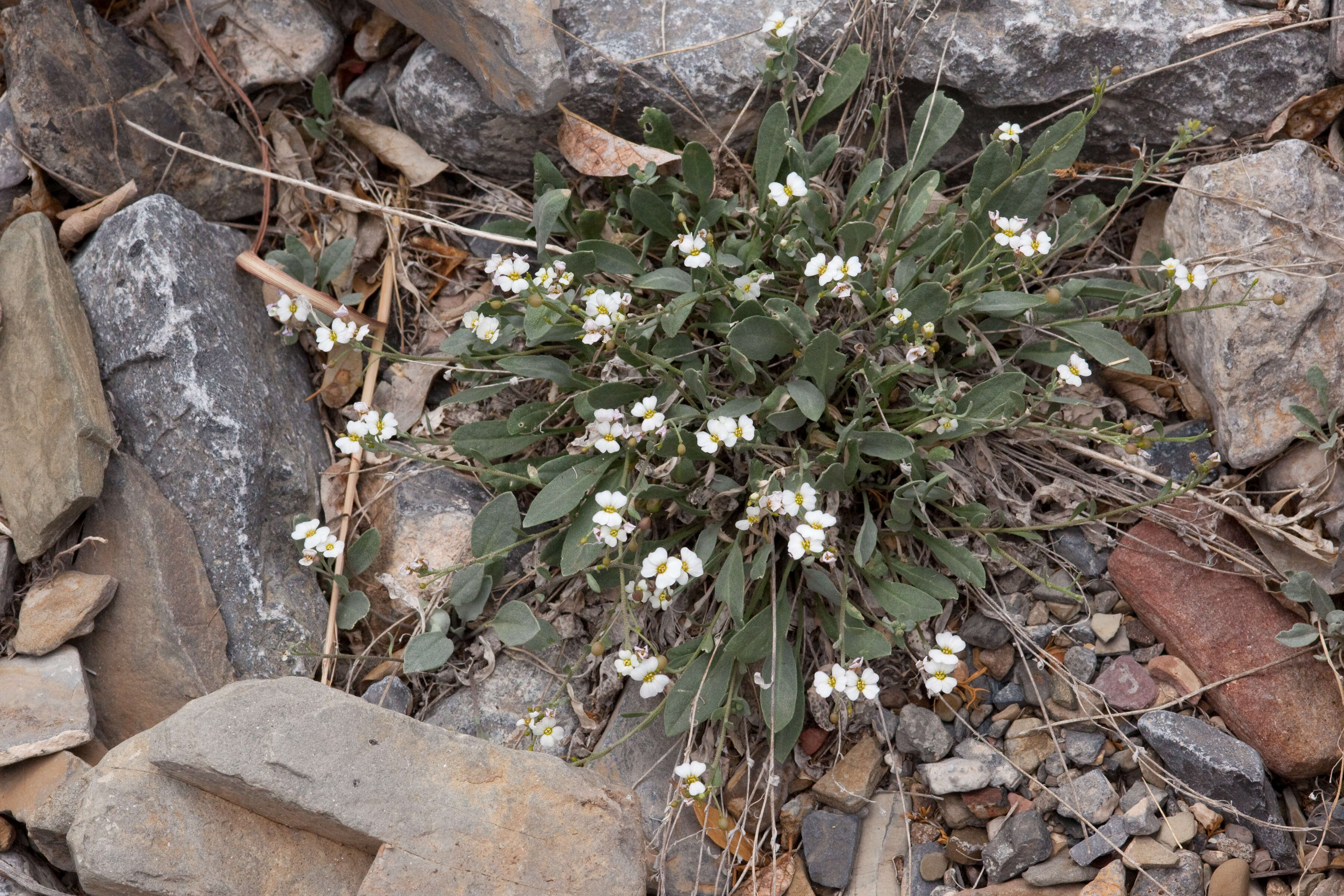 Image of bladderpod