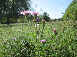 Image of brown knapweed