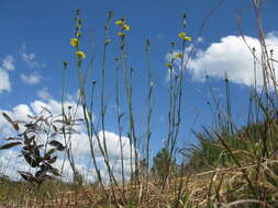 Слика од Goodenia stelligera R. Br.