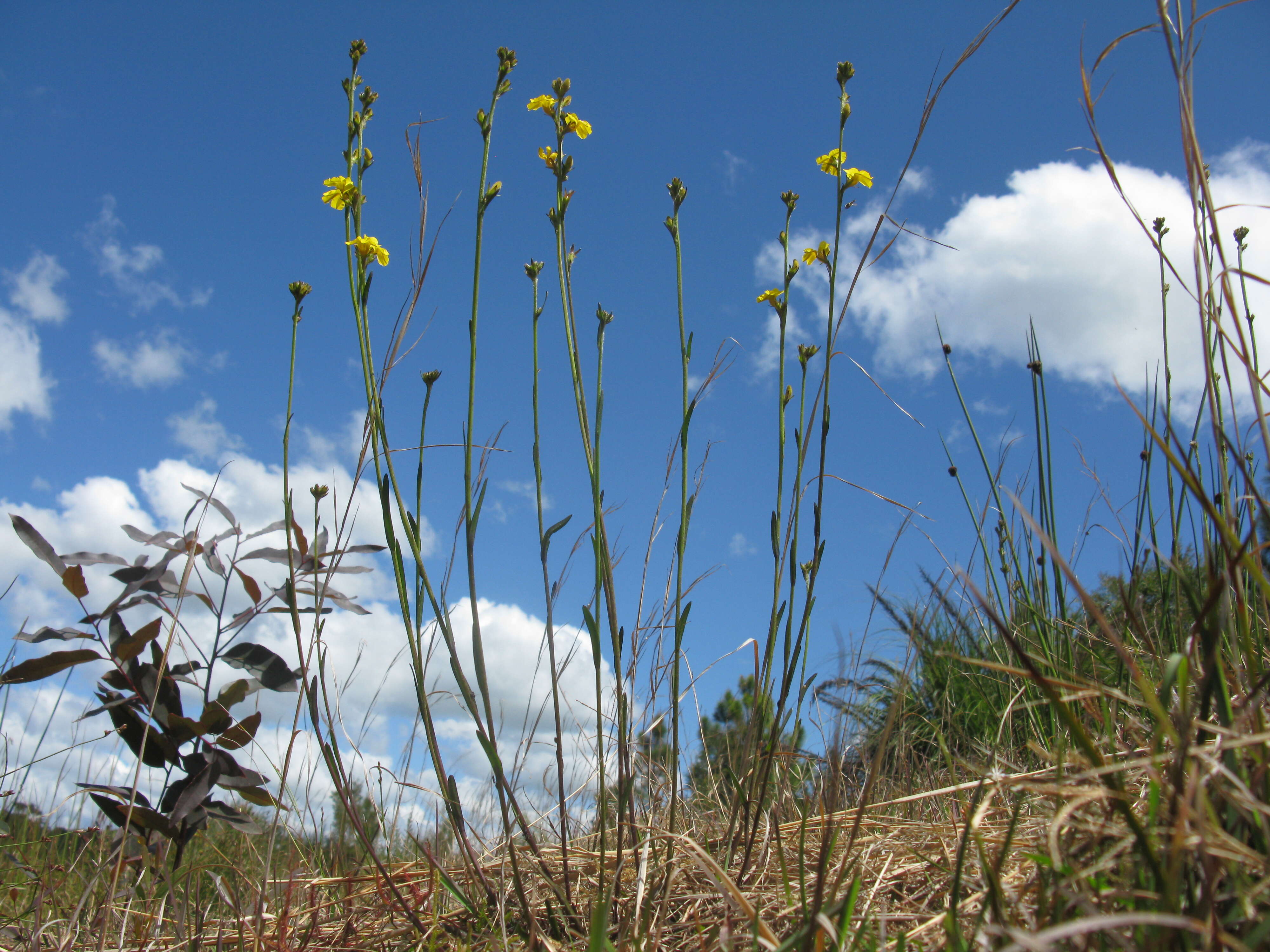 Image of Goodenia stelligera R. Br.