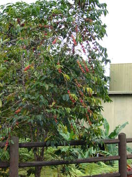 Coffea arabica L. resmi