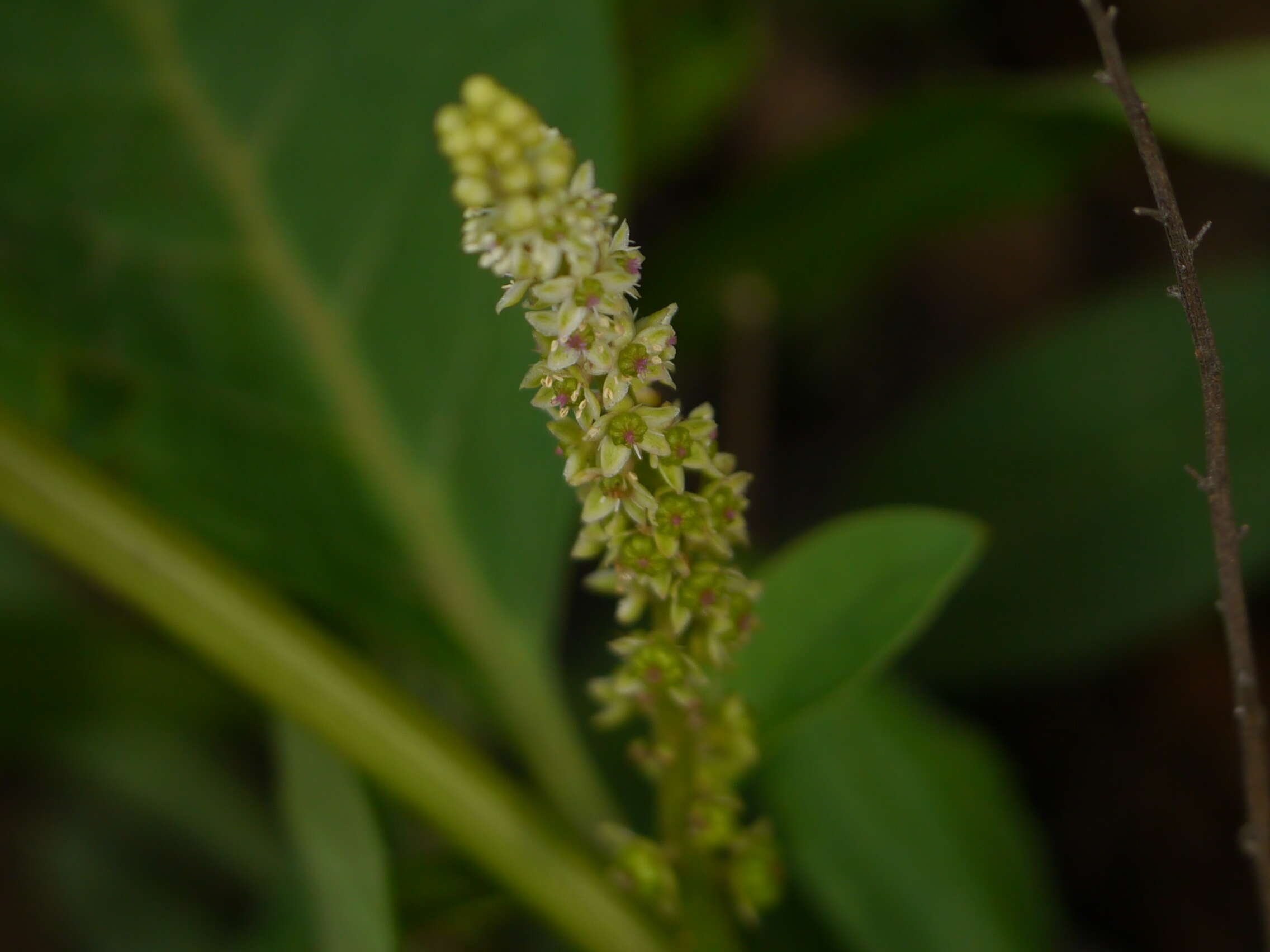 Image of tropical pokeweed