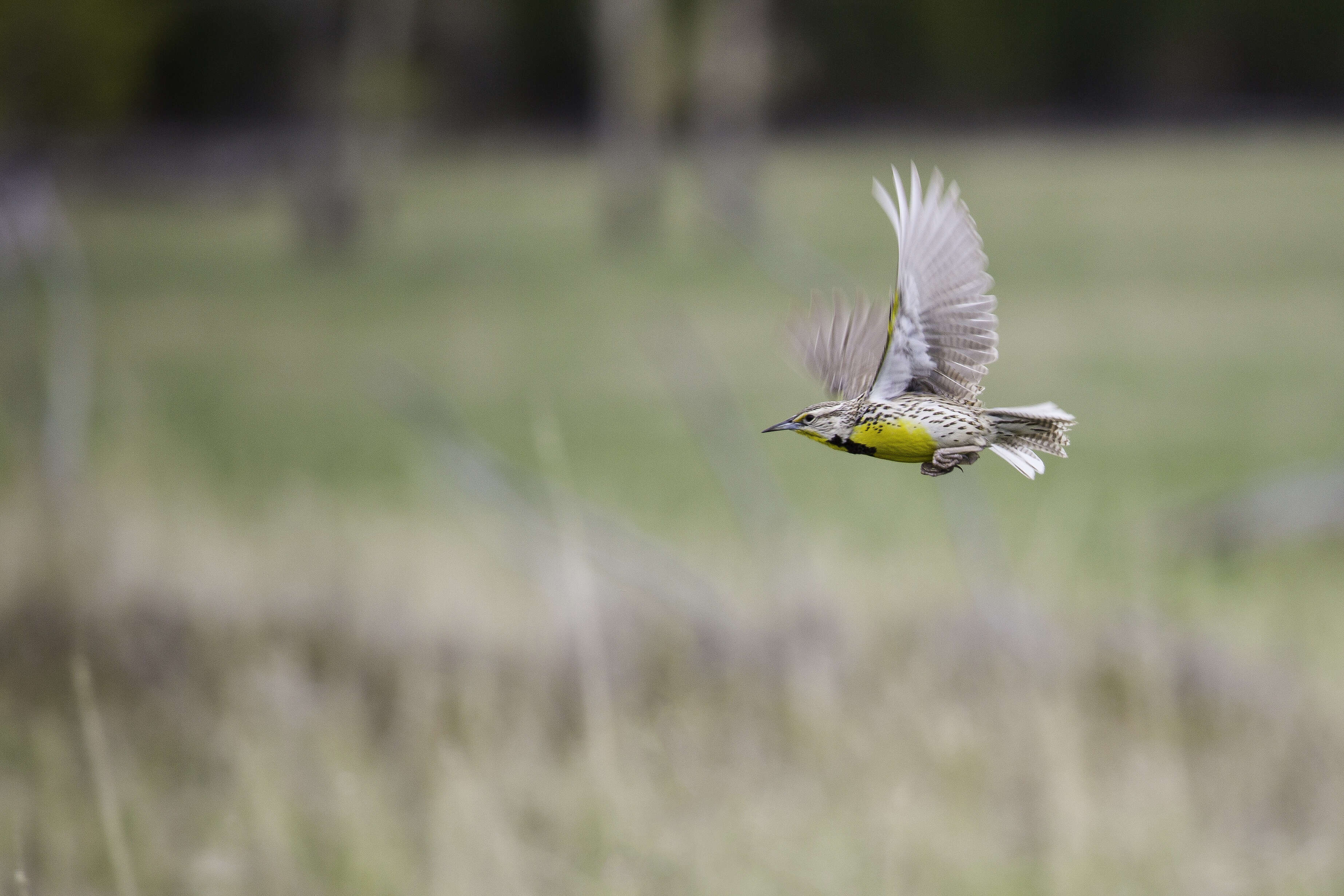 Image of Western Meadowlark