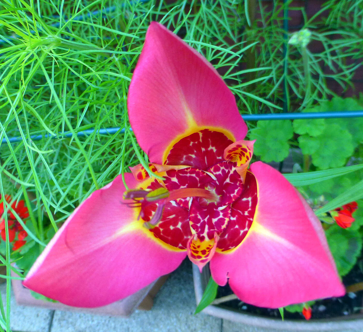 Image of Mexican Shellflower