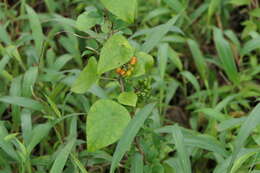 Image de Stephania japonica (Thunb.) Miers