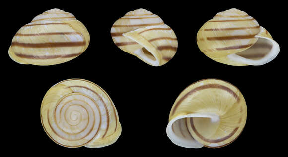 Image of White-lipped banded snail