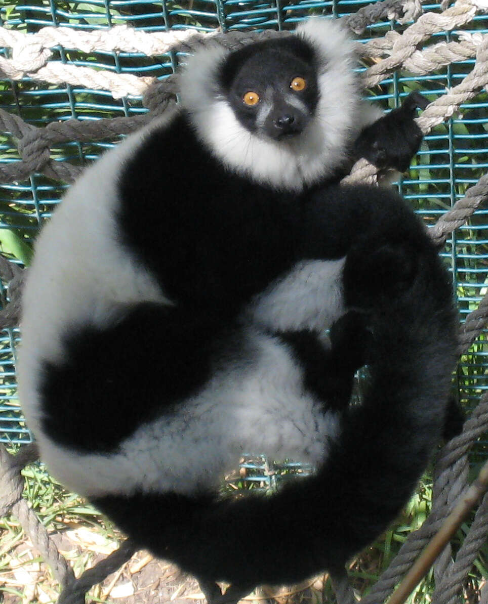 Image of Ruffed lemur