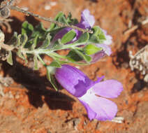 Imagem de Eremophila obovata L. S. Smith