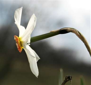 Image of Pheasant's-eye narcissus