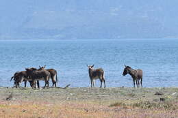 Image of Equus subgen. Asinus Gray 1824