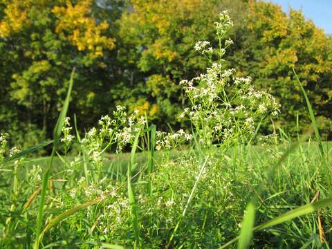 Plancia ëd Galium mollugo L.