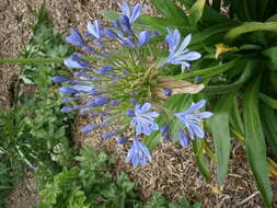 Imagem de Agapanthus praecox Willd.