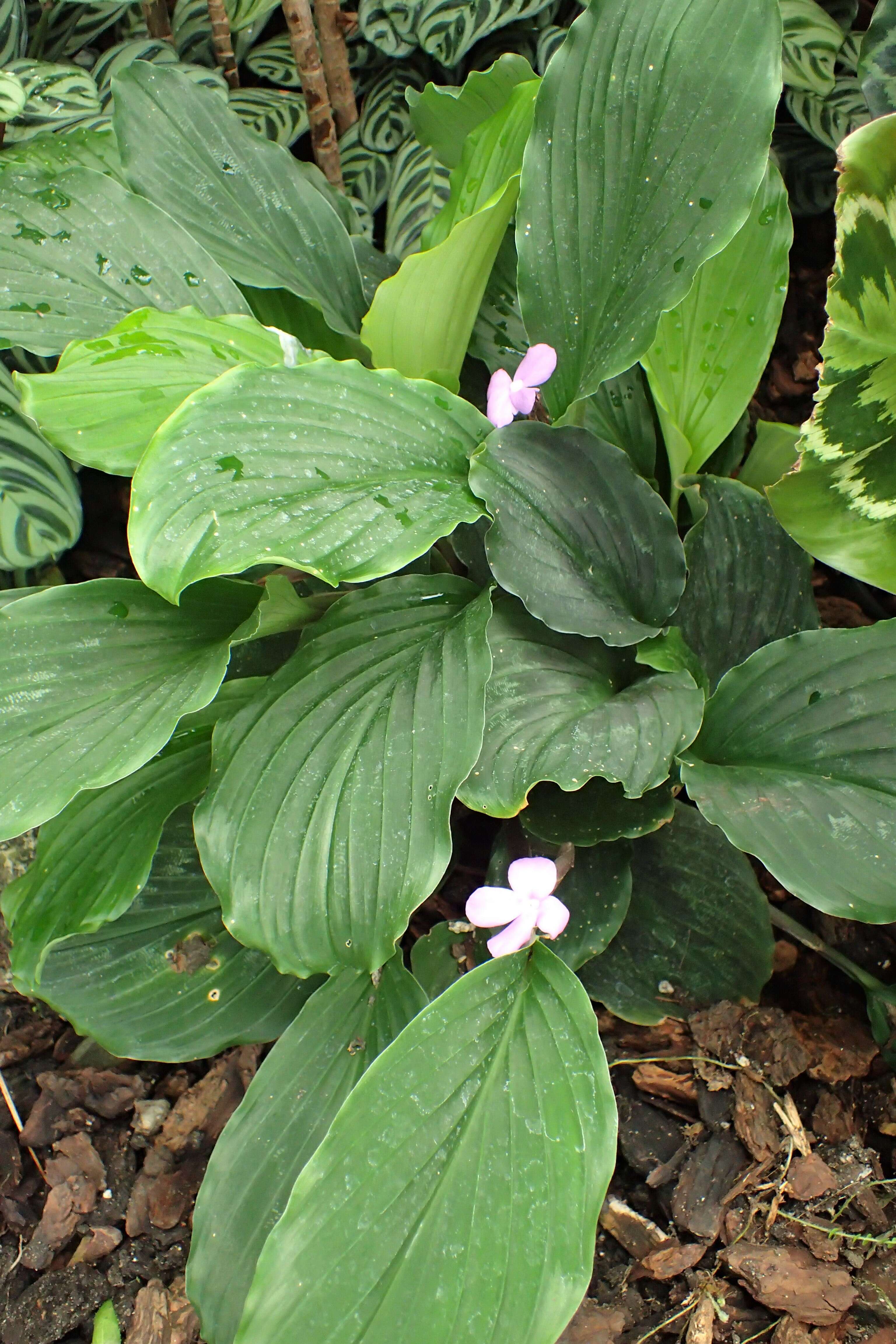 Image of Kaempferia elegans Wall.