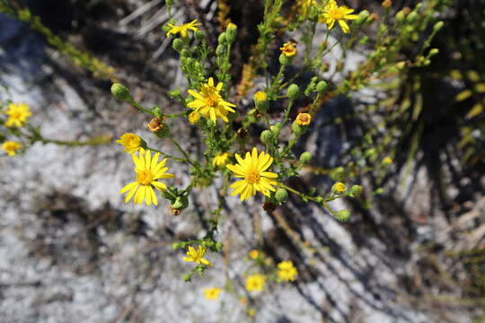 Image of coastal plain goldenaster