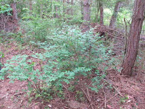 Image of common snowberry