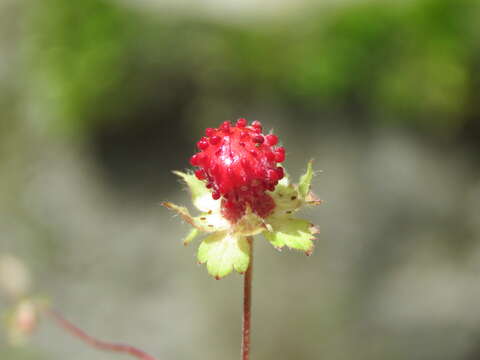 Image of Fragaria nubicola Lindl.