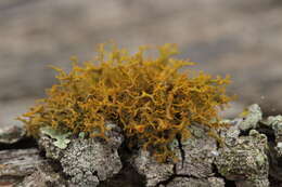 Image of teloschistes lichen