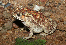 Image of asian black spotted toad