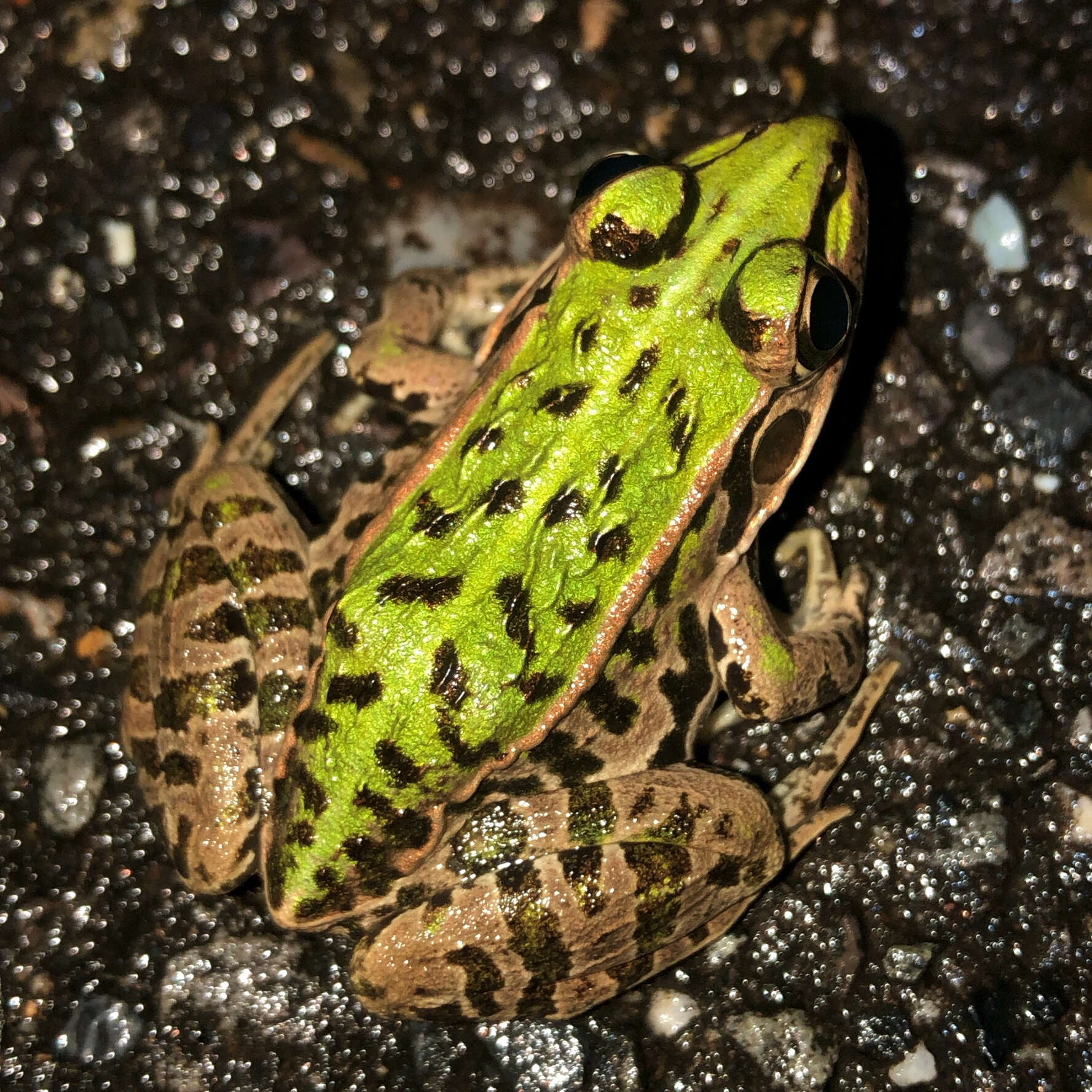 Image de Pelophylax porosus (Cope 1868)