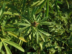 Image of Mexican Orange Blossom